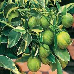 Лимон пестролистий (Citrus limon Foliis variegatis)