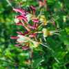 Жимолость Гекротта Амерікан Бьюті (Lonicera heckrottii American Beauty)