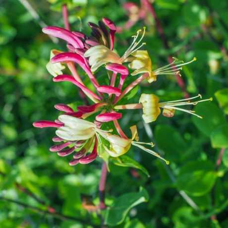 Жимолость Гекротта Амерікан Бьюті (Lonicera heckrottii American Beauty)