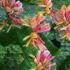 Жимолость Гекротта Амерікан Бьюті (Lonicera heckrottii American Beauty)