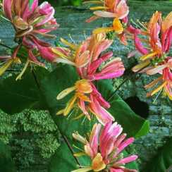 Жимолость Гекротта Амерікан Бьюті (Lonicera heckrottii American Beauty)