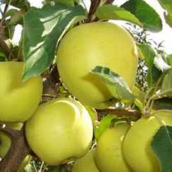 Яблоня Місяць (Luna) (зимнiй сорт)