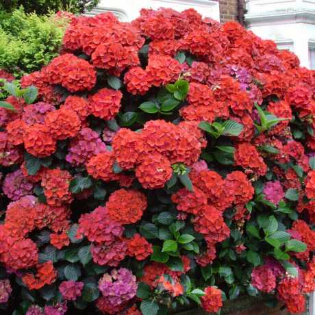 Гортензія великолиста Leuchtfeuer