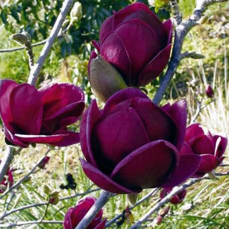 Магнолія Black Tulip