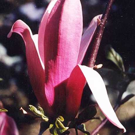 Магнолия Gracilis (лілієквіткова)