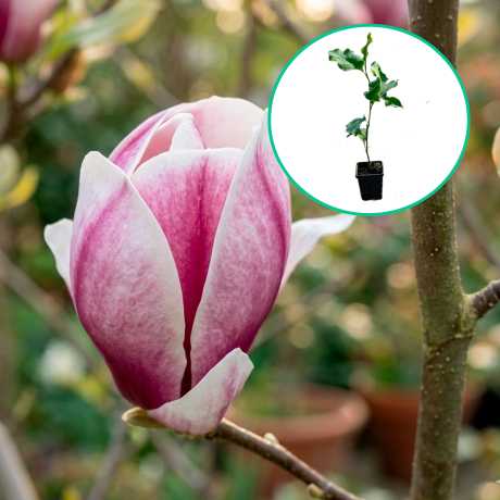 Магнолія Purpurascens