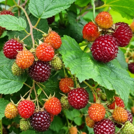 Малина Распберрі Тауер (Raspberry Tower) (горщик 1 л)
