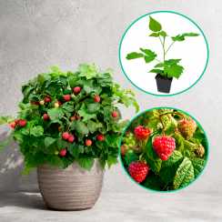 Малина Смакота (BonBonBerry Yummy) (карликова) (ремонтантна, горщик 1 л)