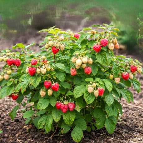 Малина Смакота (BonBonBerry Yummy) (карликова) (ремонтантна, горщик 1 л)