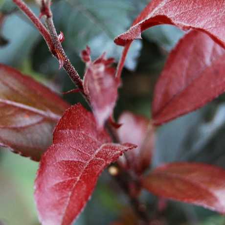 Яблуня Фрея (Malus Freja) | декоративна яблуня