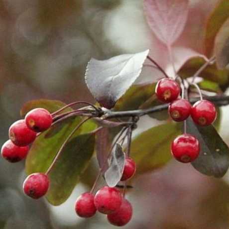 Яблуня Фрея (Malus Freja) | декоративна яблуня