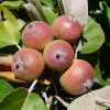 Яблуня Чоноски (Malus Tschonoskii) | декоративна яблуня