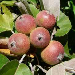 Яблуня Чоноски (Malus Tschonoskii) | декоративна яблуня