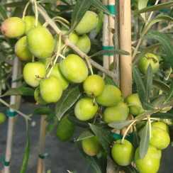 Оливкове дерево Манзанілла (Manzanilla)