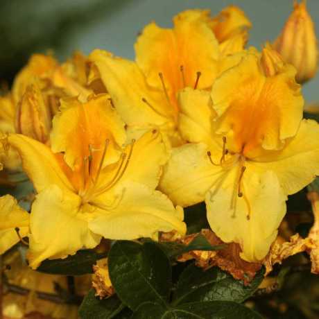 Азалия Marabella (Марабелла)