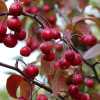 Яблоня Мокум (Malus Mokum) | декоративная яблоня