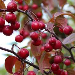 Яблуня Мокум (Malus Mokum) | декоративна яблуня