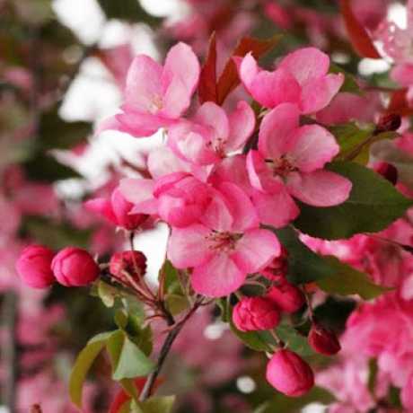Яблоня Мокум (Malus Mokum) | декоративная яблоня