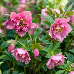 Морозник гібридний Double Ellen Pink