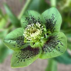 Морозник східний Anemone Green Spotted
