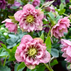 Морозник східний Double Ellen Spotted Pink