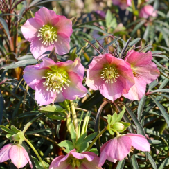 Морозник східний Pretty Ellen Pink