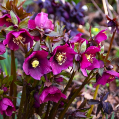Морозник східний Pretty Ellen Purple