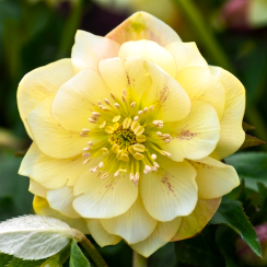 Морозник східний Yellow Double