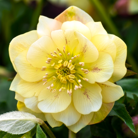 Морозник східний Yellow Double