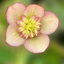 Морозник східний Anemone Apricot