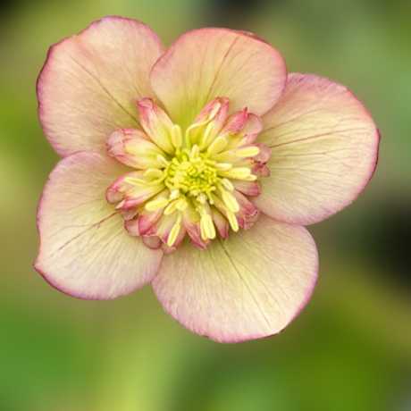 Морозник східний Anemone Apricot
