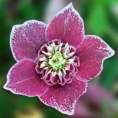 Морозник східний Anemone Aubergine with White Edge