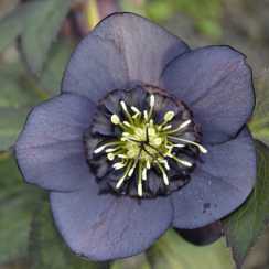 Морозник східний Anemone Slaty Blue