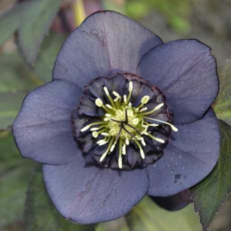 Морозник східний Anemone Slaty Blue