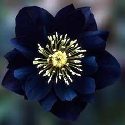 Морозник східний Double Black
