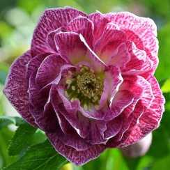 Морозник східний Double Pink white edge