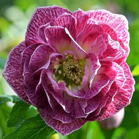 Морозник восточный Double Pink white edge