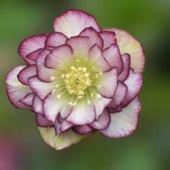 Морозник східний Double White Purple Edge