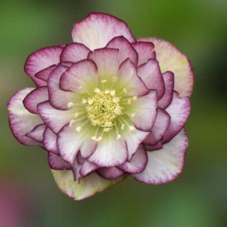 Морозник східний Double White Purple Edge