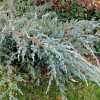 Ялівець лускатий Мейєра (Juniperus squamata Meyeri)