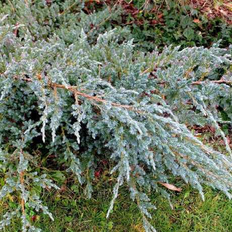 Ялівець лускатий Мейєра (Juniperus squamata Meyeri)