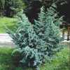 Ялівець лускатий Мейєра (Juniperus squamata Meyeri)