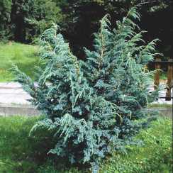 Ялівець лускатий Мейєра (Juniperus squamata Meyeri)