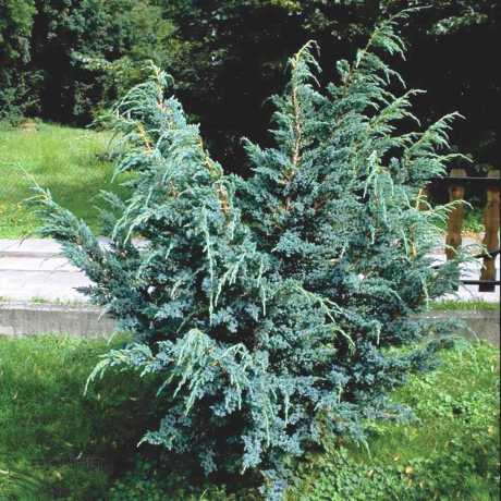 Ялівець лускатий Мейєра (Juniperus squamata Meyeri)
