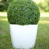 Самшит звичайний/Buxus
