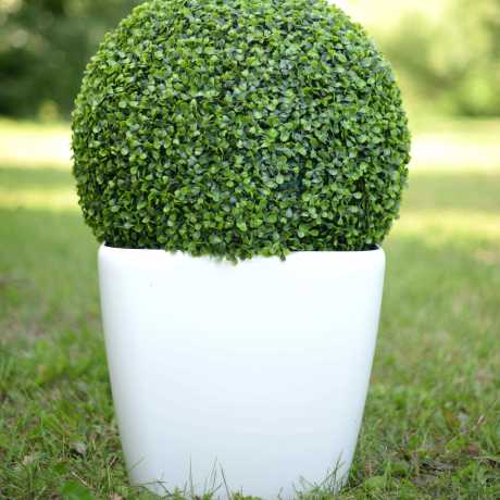 Самшит звичайний/Buxus