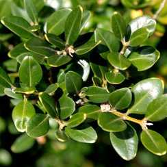 Самшит звичайний/Buxus