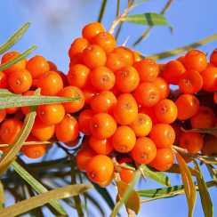 Обліпиха самоплідна Оранж (Friesdorfer Orange)