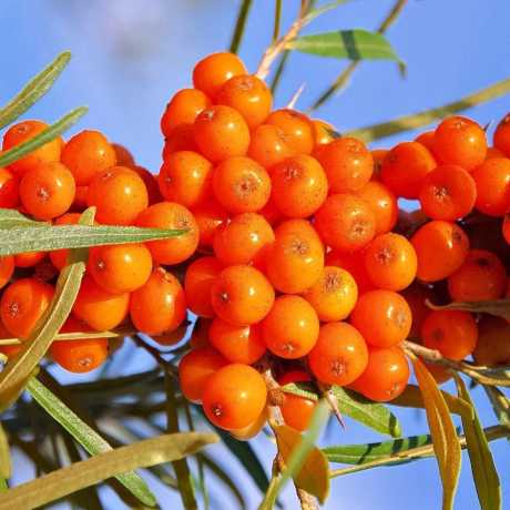 Обліпиха самоплідна Оранж (Friesdorfer Orange)