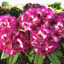 Рододендрон Painted Purple (вічнозелений)